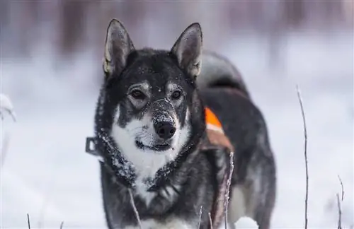 Chien d'élan suédois