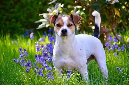 Danimarka İsveç Farmdog