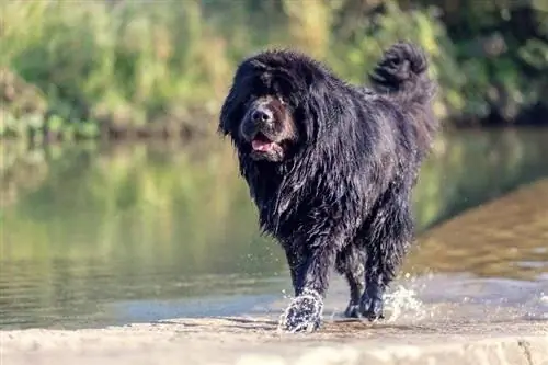 Hoeveel beweging heeft een Newfoundlander nodig? Door dierenartsen beoordeelde factoren & Veelgestelde vragen