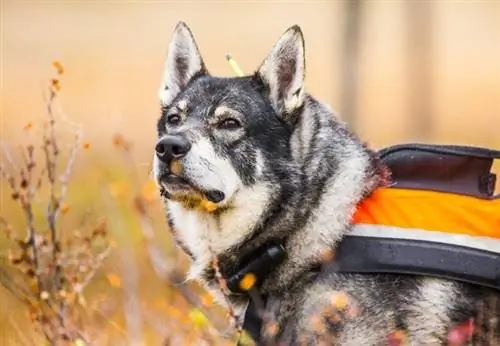 10 races de chiens suédois (avec photos)