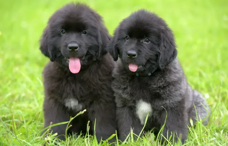 twee swart Newfoundland hondjies