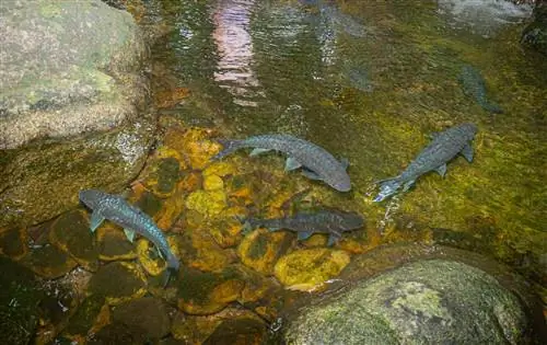 Sekolah Ikan Koi hitam