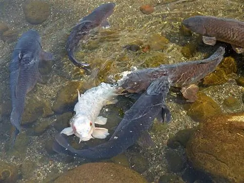 un pesce koi bianco con più koi neri nello stagno