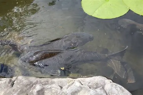 Ikan Koi Hitam di kolam