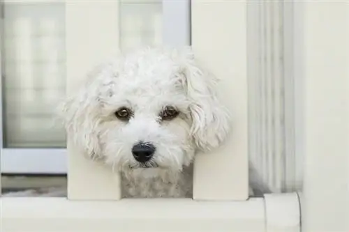 cachorro com cara de triste