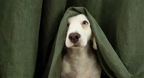 cachorrinho branco escondido na cortina