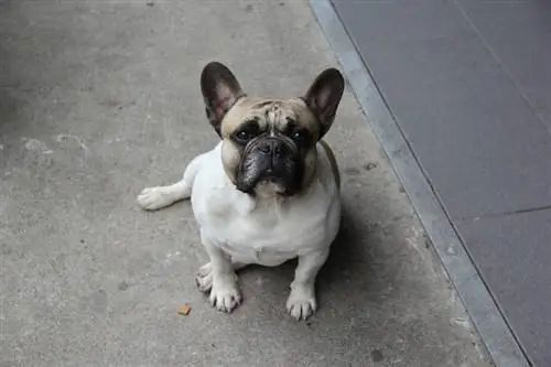 pug sentado enquanto olha para cima