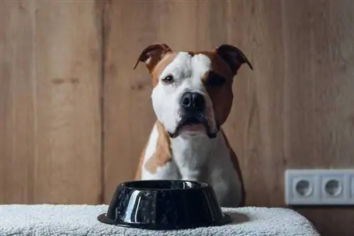 Pit bull American Staffordshire Terrier com tigela de comida comendo