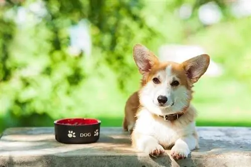 Chakula cha Mbwa wa Corgi