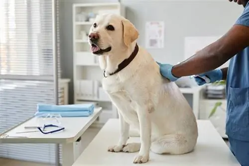 anjing labrador sakit di klinik dokter hewan