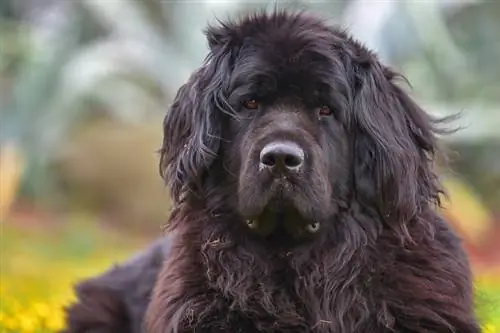 Un perro de Terranova