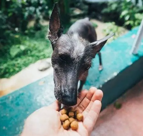 10 Makanan Anjing Terbaik untuk Semua Peringkat Kehidupan pada 2023 – Ulasan & Pilihan Teratas