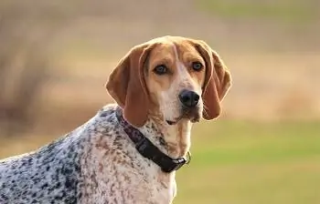 8 najlepszych karm dla Coonhounds - Recenzje z 2023 r. & Najczęściej wybierane