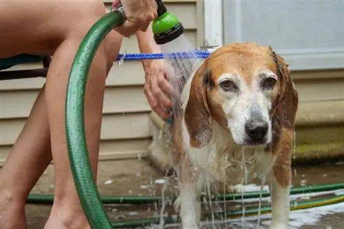 Hundebad im Freien