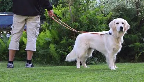 hund som står på gresset