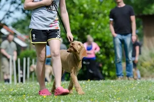 chien promener avec le propriétaire