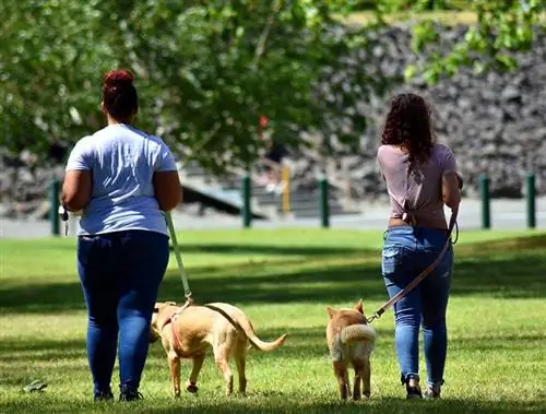 deux gardiens de chiens promènent les chiens