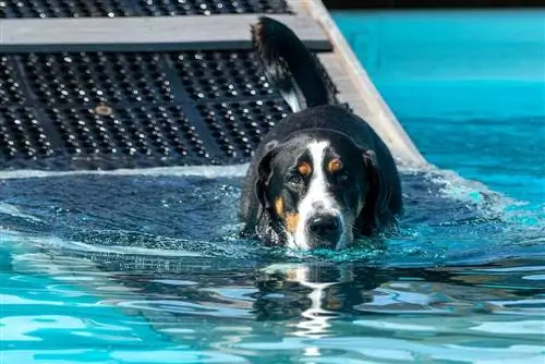 Swiss Mountain Dog που πηγαίνει να κολυμπήσει σε μια μεγάλη πισίνα αφού κατέβηκε τη ράμπα