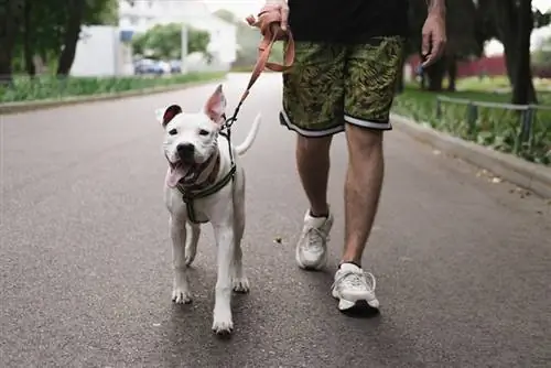 propietari masculí passejant el seu cadell de pit bull a l'aire lliure