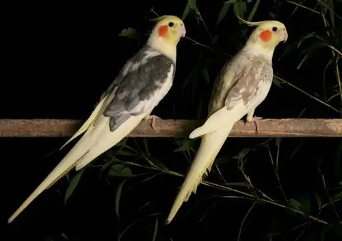 ሁለት cockatiels የሚርመሰመሱ