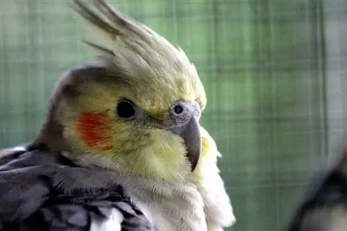 Pied Cockatiel ዝጋ