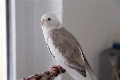 bertengger cockatiel berwajah putih