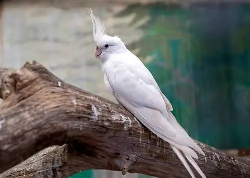 Cockatiel Albino Putih duduk di dahan