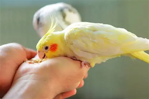 cockatiel care mănâncă din mâna unei persoane