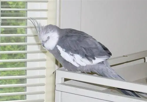 Cockatiel nukkuu