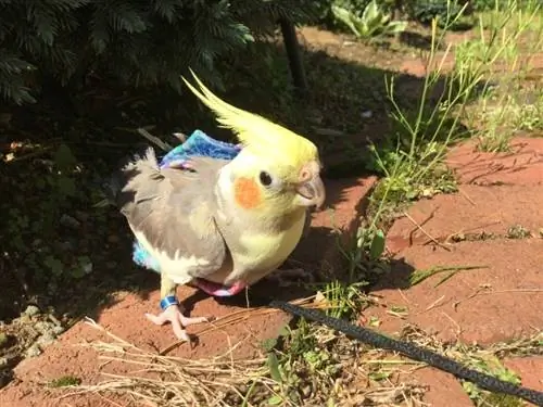 Cockatiel gri me pite