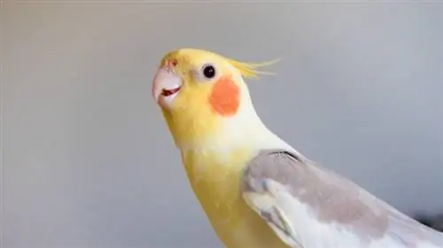 Lutino Brons Fallow Cockatiel