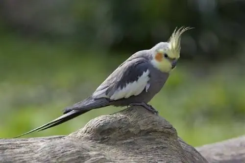 Cockatiel blau