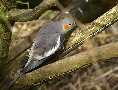 Cockatiel Kelabu