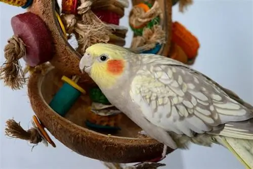 pärlcockatiel