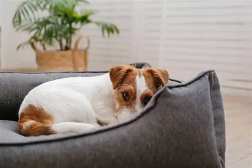 Cachorro Jack Russell Terrier durmiendo en la cama del perro