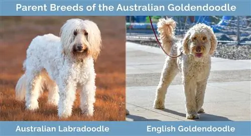 Mifugo ya Wazazi ya Goldendoodle ya Australia