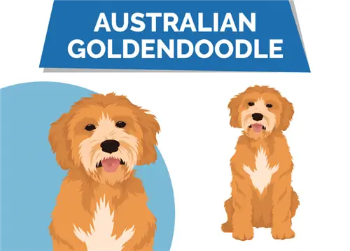 Australian Goldendoodle: imatges, guia de cura, temperament & Trets