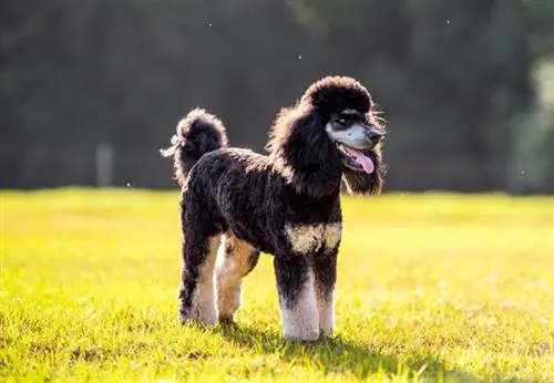 caniche fantasma estàndard de peu sobre l'herba