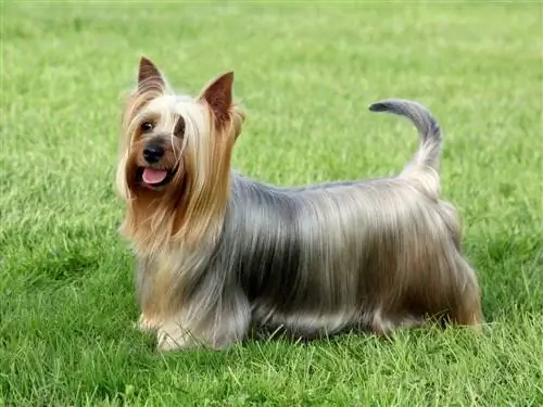 Silky Terrier australià