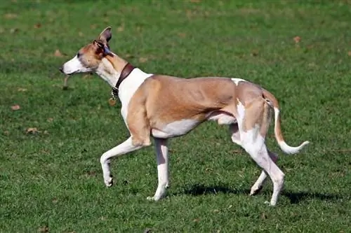 gos whippet caminant per l'herba fora