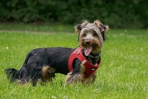 yorkshire terrier på græsset