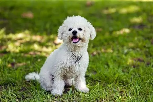 bichon friz