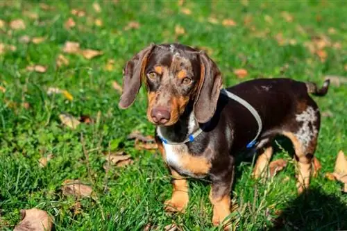 Gos dachshund jove en primer pla sobre un camp verd