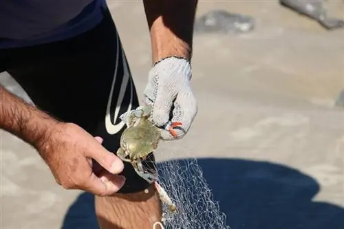 homme qui attrape un crabe