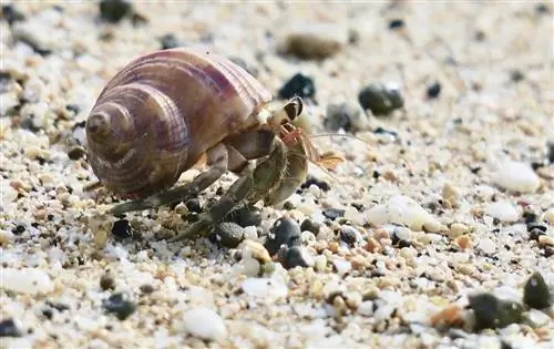 kepiting pertapa di atas pasir