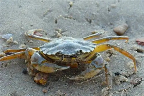 Apakah Kepiting Merasa Sakit? Semua yang Perlu Anda Ketahui