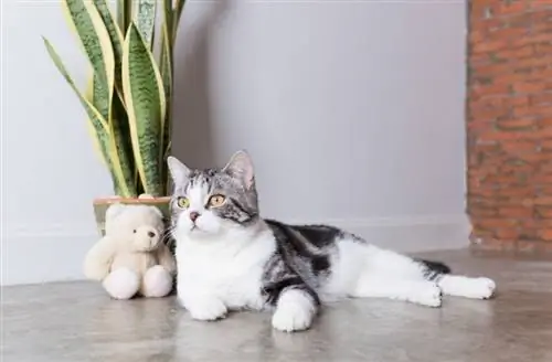 Leuke kat in de buurt van een slangenplant binnenshuis