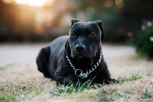 pitbull đen với cổ áo xích