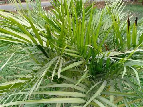 Is kattenpalm giftig voor katten? Uw katten veilig houden