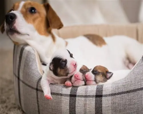 Zašto psi ponekad jedu svoju placentu? Je li to normalno? (odgovor veterinara)